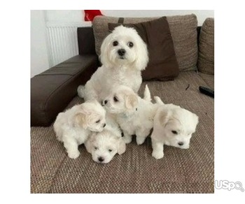 Maltese Puppies For Sale.text me on :+12097835681