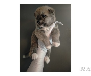 AKITA Puppies For Rehoming