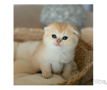 Super Scottish fold kitten for sale