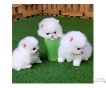 Teacup Pomeranian puppy's