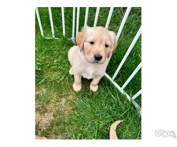 Loving Golden retriever Looking for a New Home.