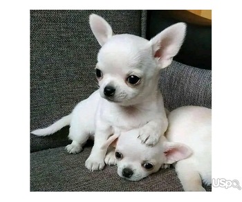 Charming Chihuahua puppies for sale