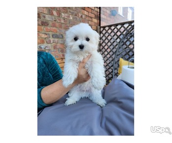 LOVELY AVAILABLE MALTESE 1BOY 1GIRL