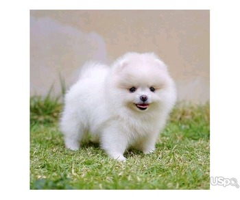 Beautiful pomeranian puppy