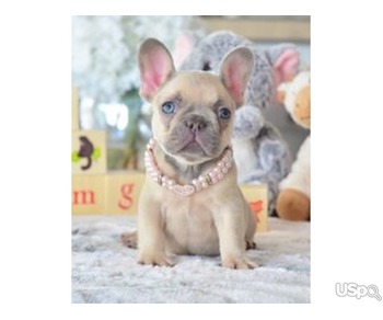 French Bulldog puppies for sale