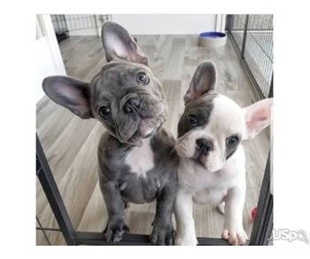 French Bulldog puppies for sale