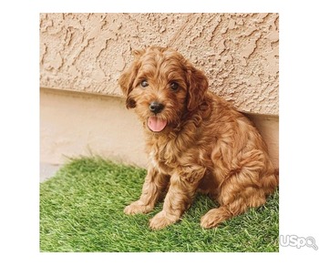 Cute Poodle Puppies for sale