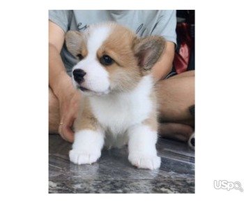 HomeTrained Pembroke Welsh Corgi Puppies