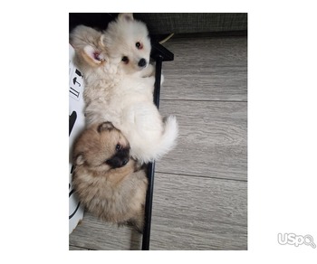 True Pomeranians Pup's