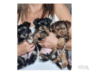 Lovely and adorable Teacup Yorkie puppies