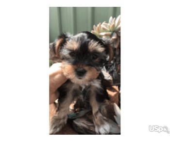 Lovely and adorable Teacup Yorkie puppies