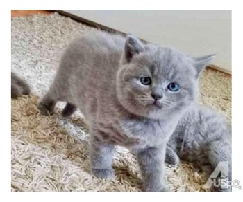 Show Quality Pedigree British Shorthair Blue Kittens