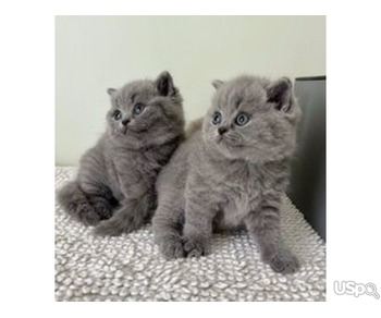 Show Quality Pedigree British Shorthair Blue Kittens