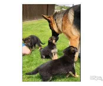 Beautiful German Shephards for sale