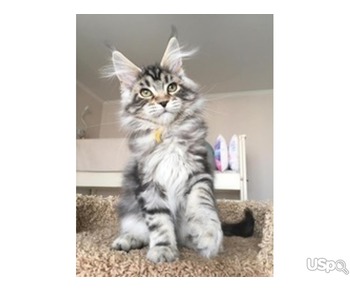 Maine-Coon-kittens- Ready-Go