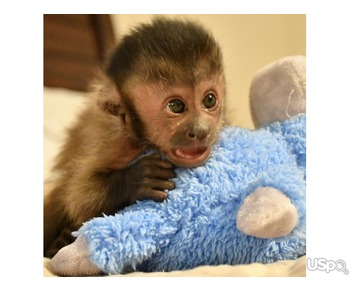 Top quality baby capuchin monkeys