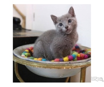 Russian blue kittens