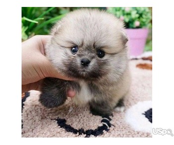 Great Pomeranian Puppy