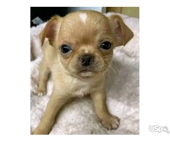 Oustanding Small Size Chihuahua Puppies