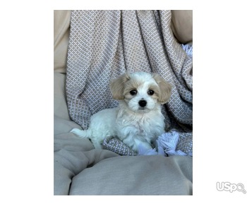 Quality Registered Maltese puppies