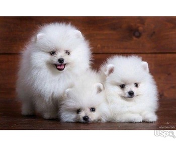 Priceless White Pomeranian Puppy's For Adoption