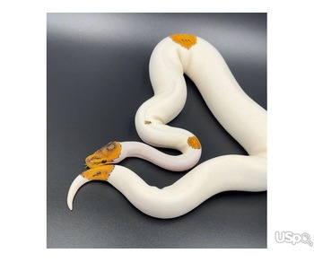 Babies pythons for sale