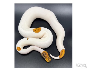 Babies pythons for sale