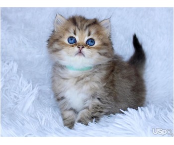 persian kittens available for adoption