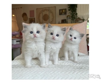 3 Pedigree Ragdoll kittens available