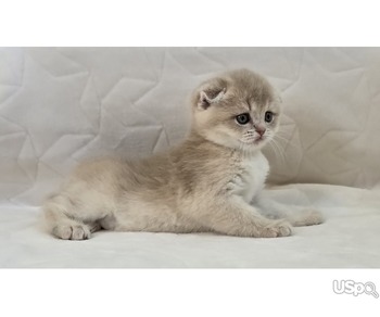 Scottish Fold/Straight Cattery Golden Heart