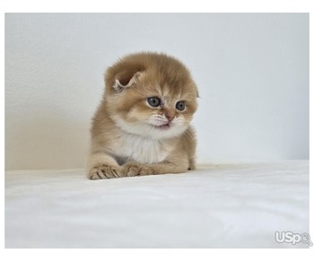 Scottish Fold/Straight Cattery Golden Heart