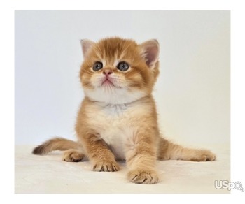 Scottish Fold/Straight Cattery Golden Heart