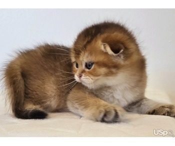 Scottish Fold/Straight Cattery Golden Heart