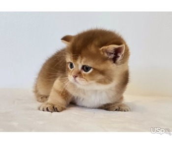 Scottish Fold/Straight Cattery Golden Heart