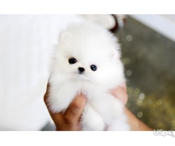 Pomeranian for Sale