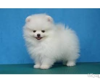 Male Pomeranian Puppy