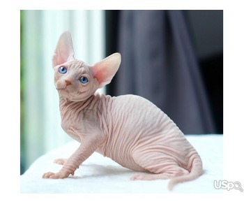 2 boys and 1 girl Sphynx babies for sale