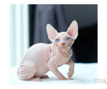 2 boys and 1 girl Sphynx babies for sale