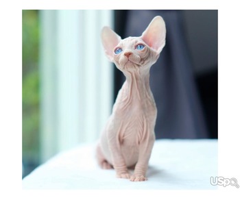 2 boys and 1 girl Sphynx babies for sale