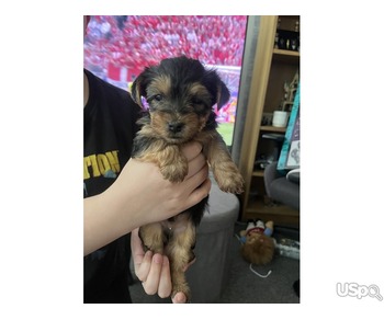 Adorable Teacup Yorkie puppies for sale