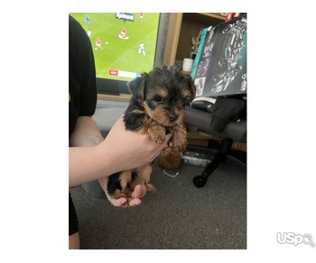 Adorable Teacup Yorkie puppies for sale