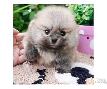 Pomeranian puppy's available ( what color do you need)