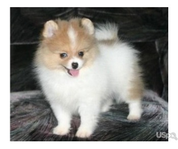 Beautiful Pomeranians for Sale