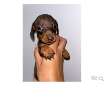 K.C Registered Miniature Dachshund Puppies..