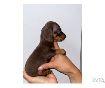 K.C Registered Miniature Dachshund Puppies..