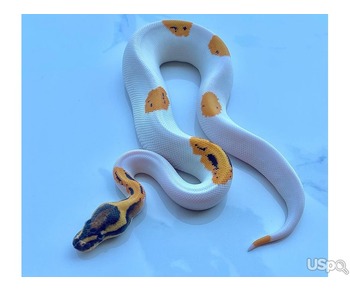 Pied ball Pythons for sale