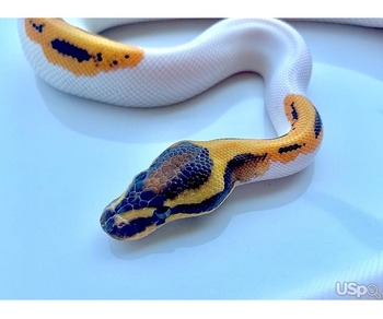 Pied ball Pythons for sale