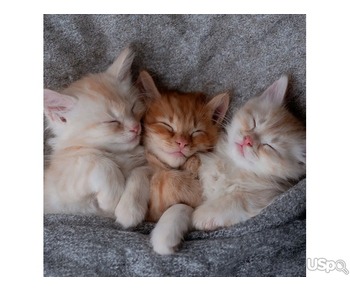 persian kittens for your family