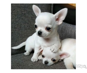 Excellent Chihuahua Puppies