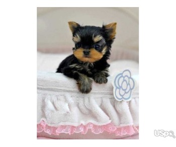 Adorable T-Cup Yorkie